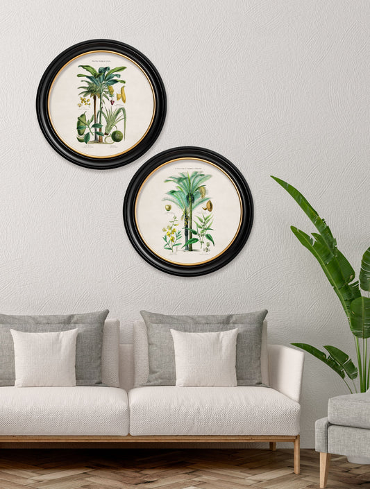 c.1877 Tropical Plants Used as Food and Clothing – Round Frame – framed wall art at Leya Buster Interiors