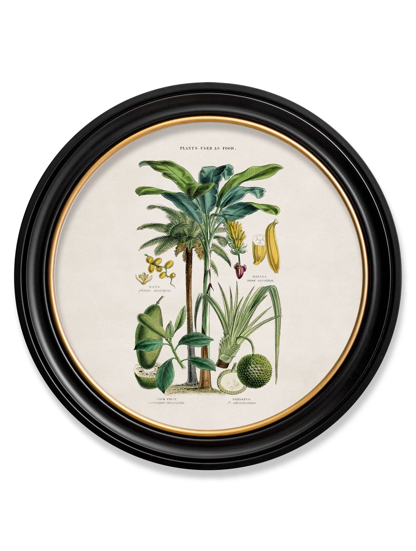 c.1877 Tropical Plants Used as Food and Clothing – Round Frame styled view – Leya Buster Interiors