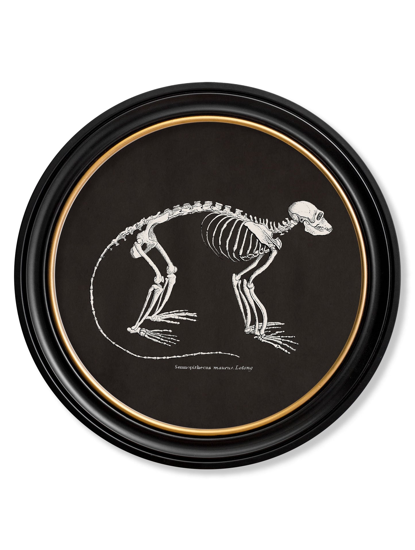 c.1870 Anatomical Skeletons – Dark – Round Frames styled view – Leya Buster Interiors