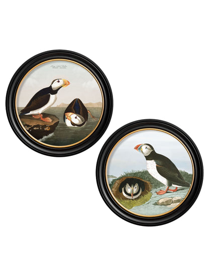 c.1838 Audubon's Puffins – Round Frame detail – Leya Buster Interiors