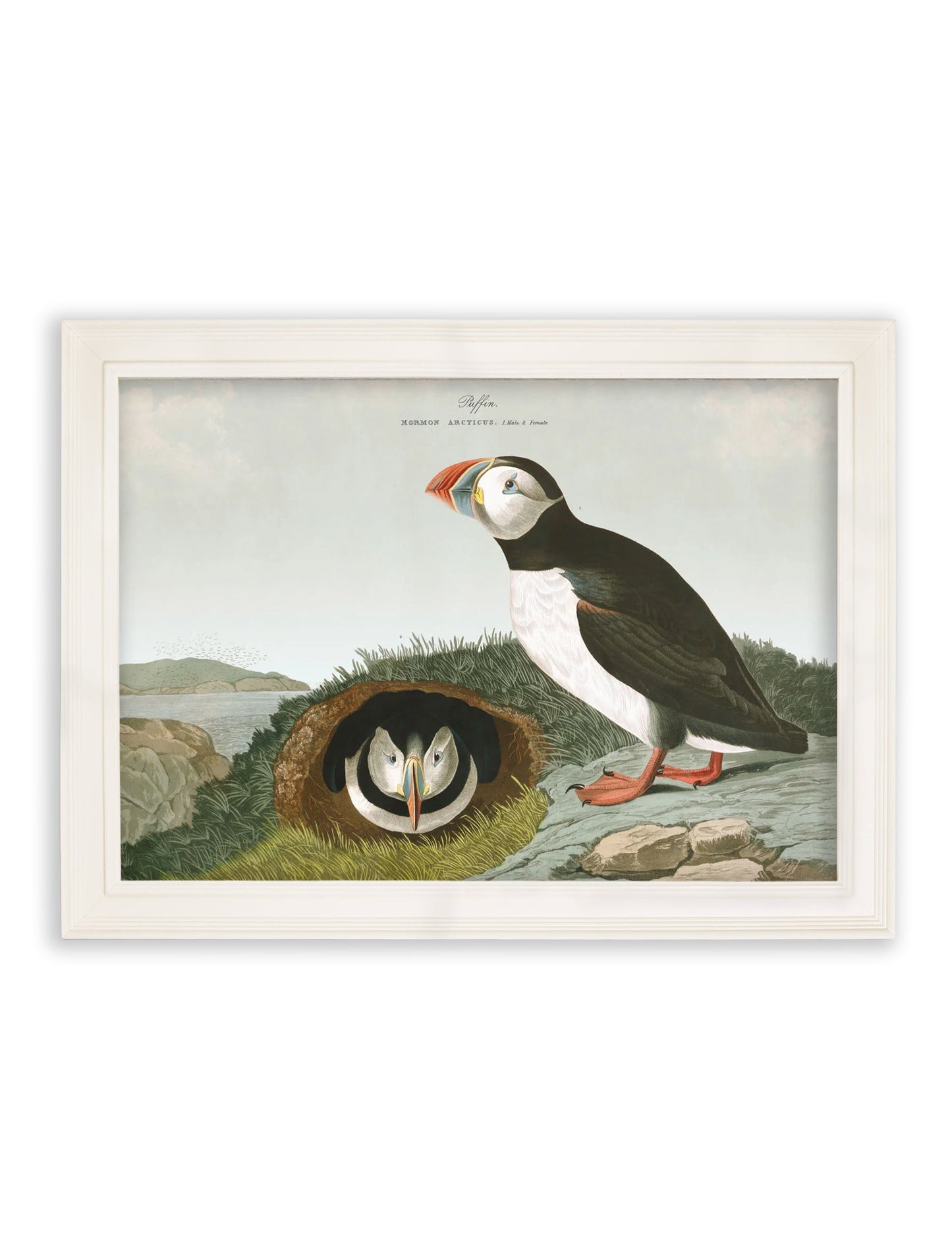 c.1838 Audubon's Puffins styled view – Leya Buster Interiors