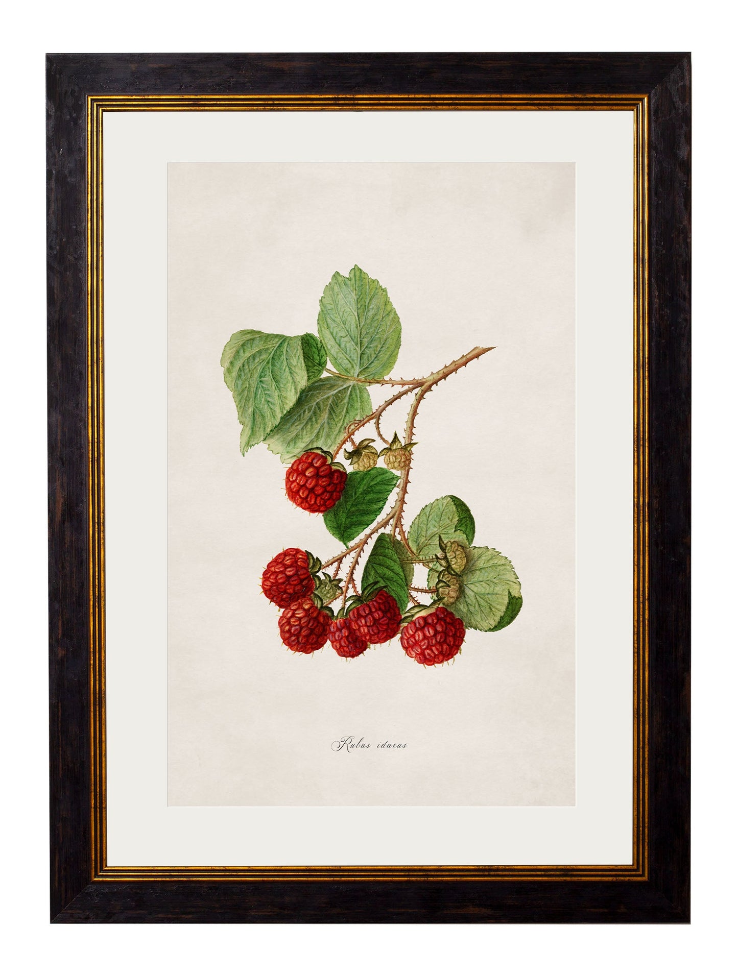 c.1886 Study of Berries & Cherries styled view – Leya Buster Interiors