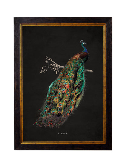 c.1847 Peacocks – Dark styled view – Leya Buster Interiors