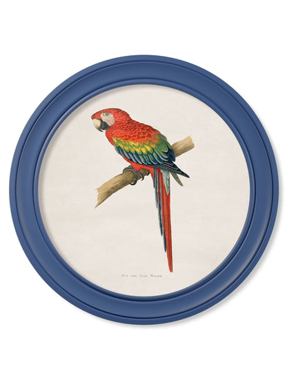 C.1884 Collection of Macaws in Round Frames Blue styled view – Leya Buster Interiors