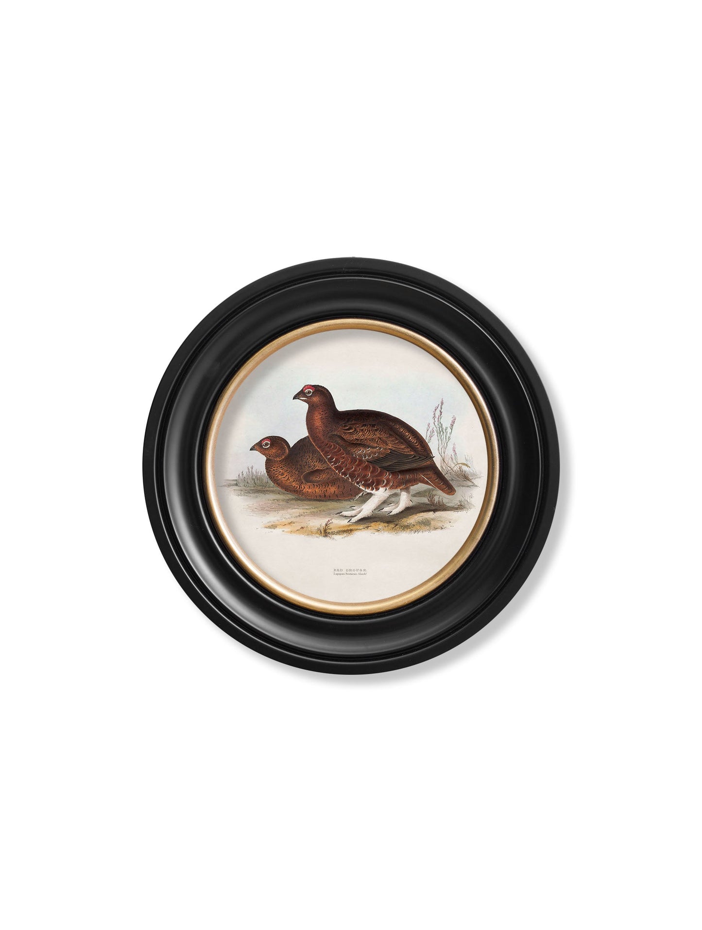 c.1837's British Game Birds – Round styled view – Leya Buster Interiors