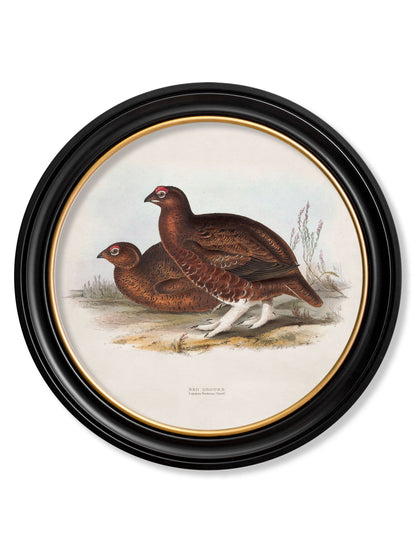 c.1837's British Game Birds – Round styled view – Leya Buster Interiors
