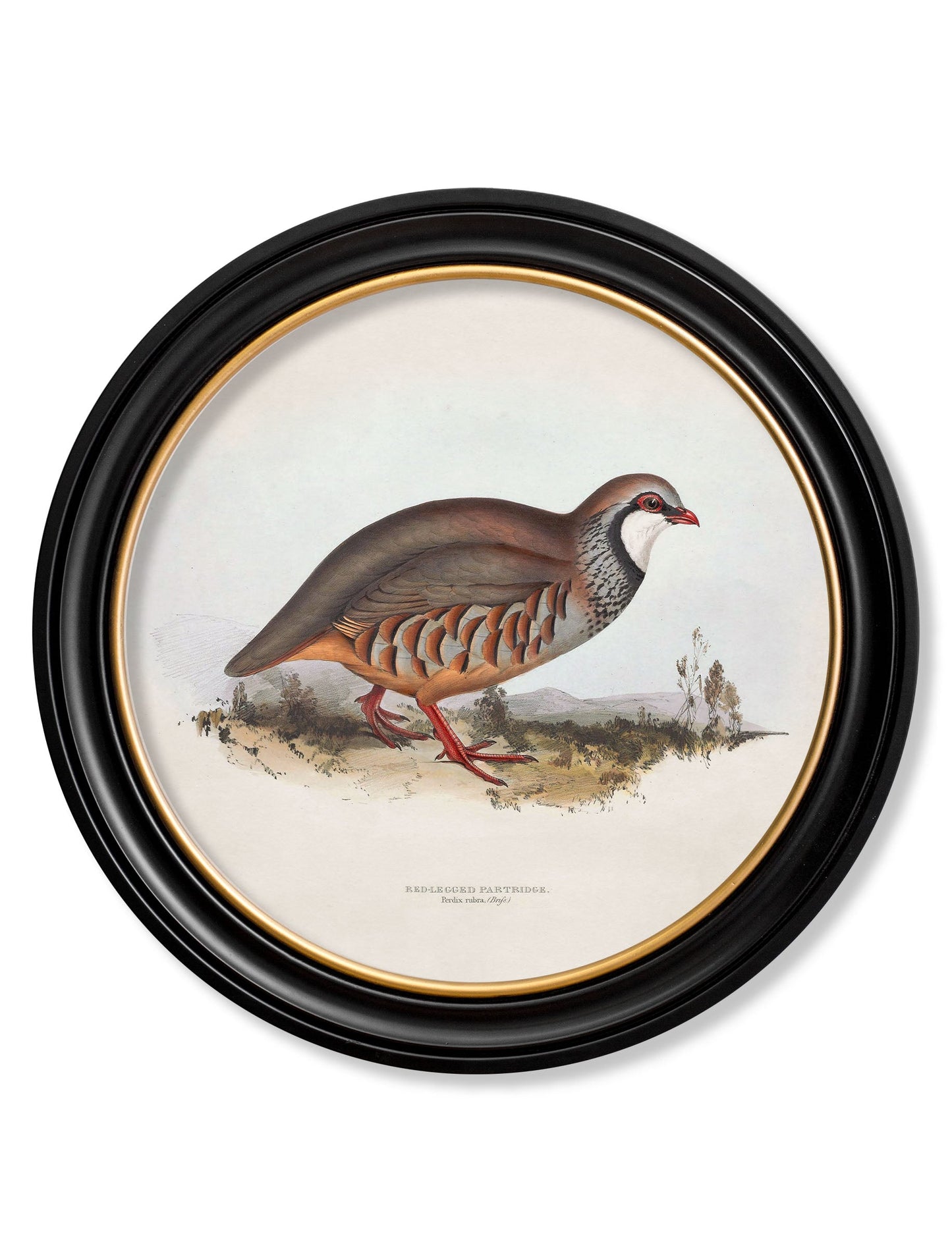 c.1837's British Game Birds – Round styled view – Leya Buster Interiors