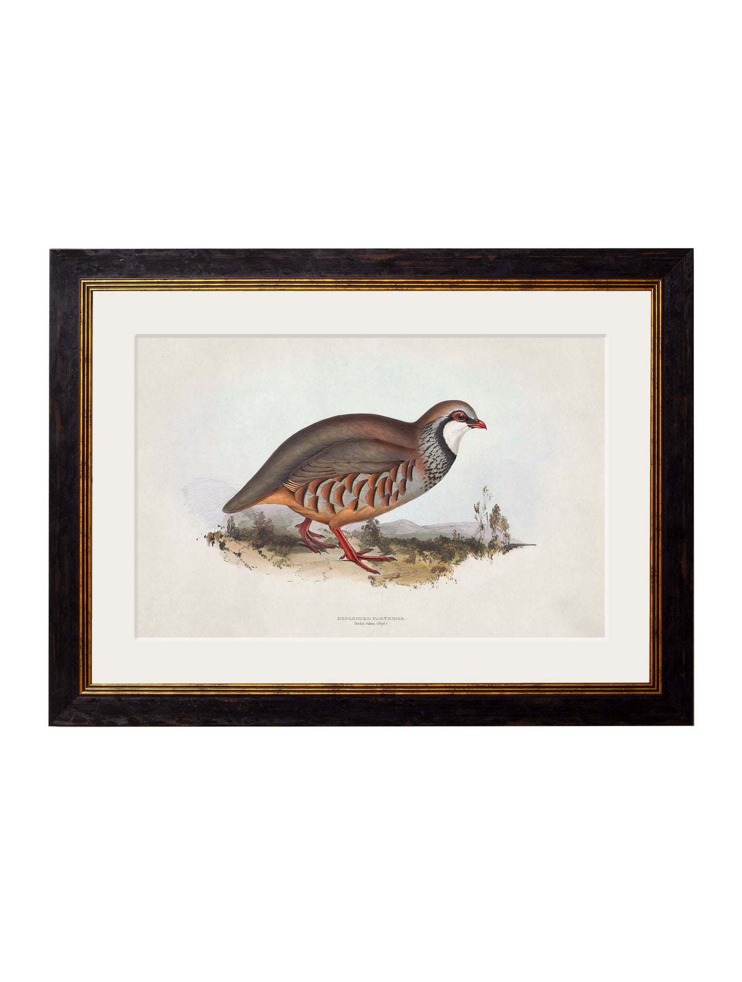 c.1837's British Game Birds styled view – Leya Buster Interiors