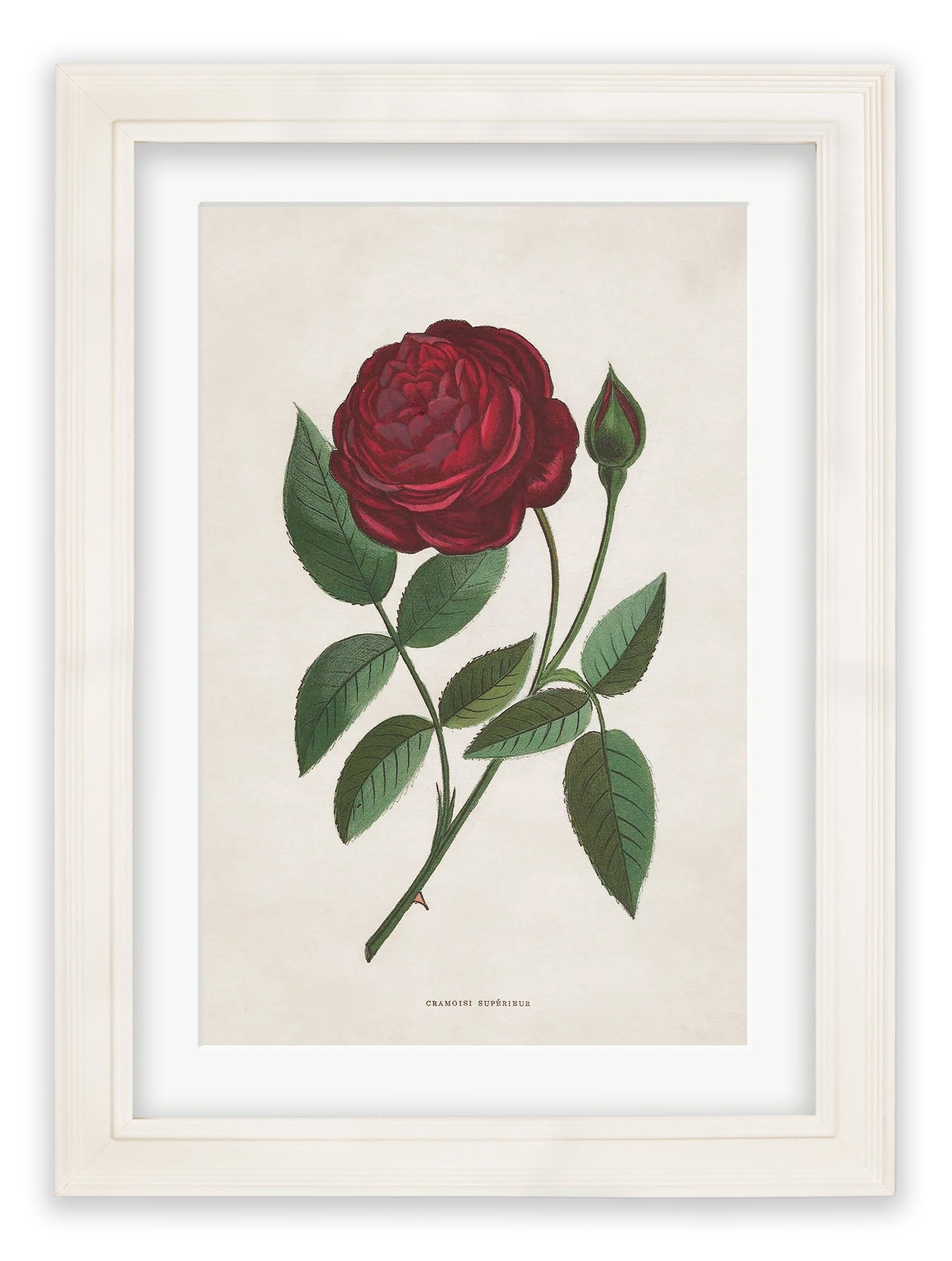 Rose Floral Illustrations styled view – Leya Buster Interiors