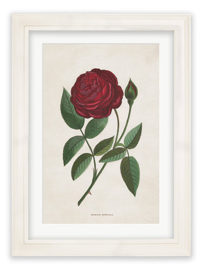 Rose Floral Illustrations styled view – Leya Buster Interiors