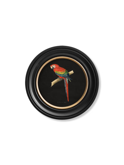 C.1884 Collection of Macaws in Round Frames – Black styled view – Leya Buster Interiors