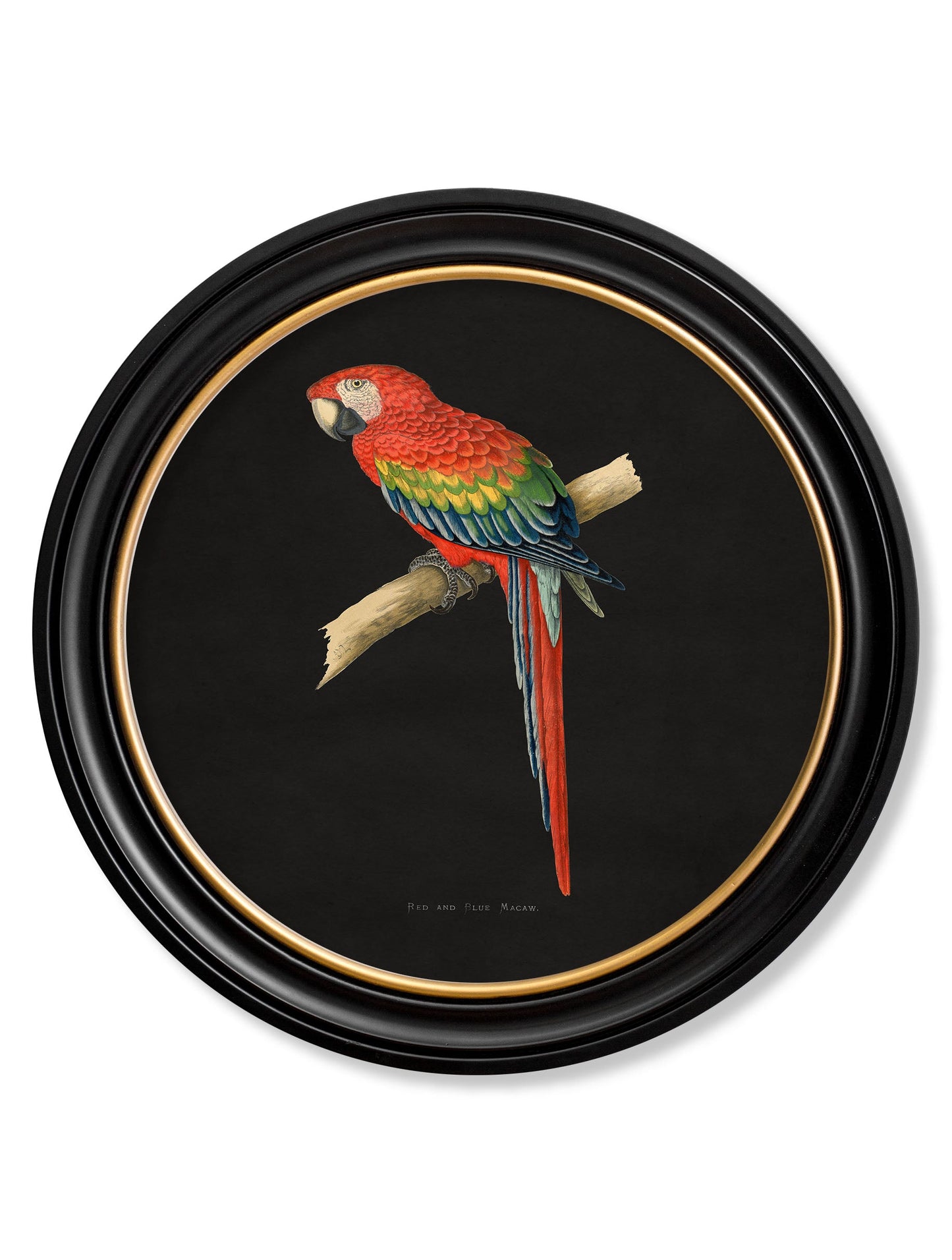 C.1884 Collection of Macaws in Round Frames – Black styled view – Leya Buster Interiors