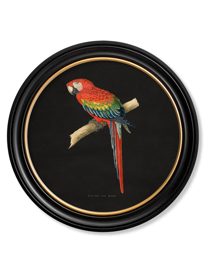 C.1884 Collection of Macaws in Round Frames – Black styled view – Leya Buster Interiors