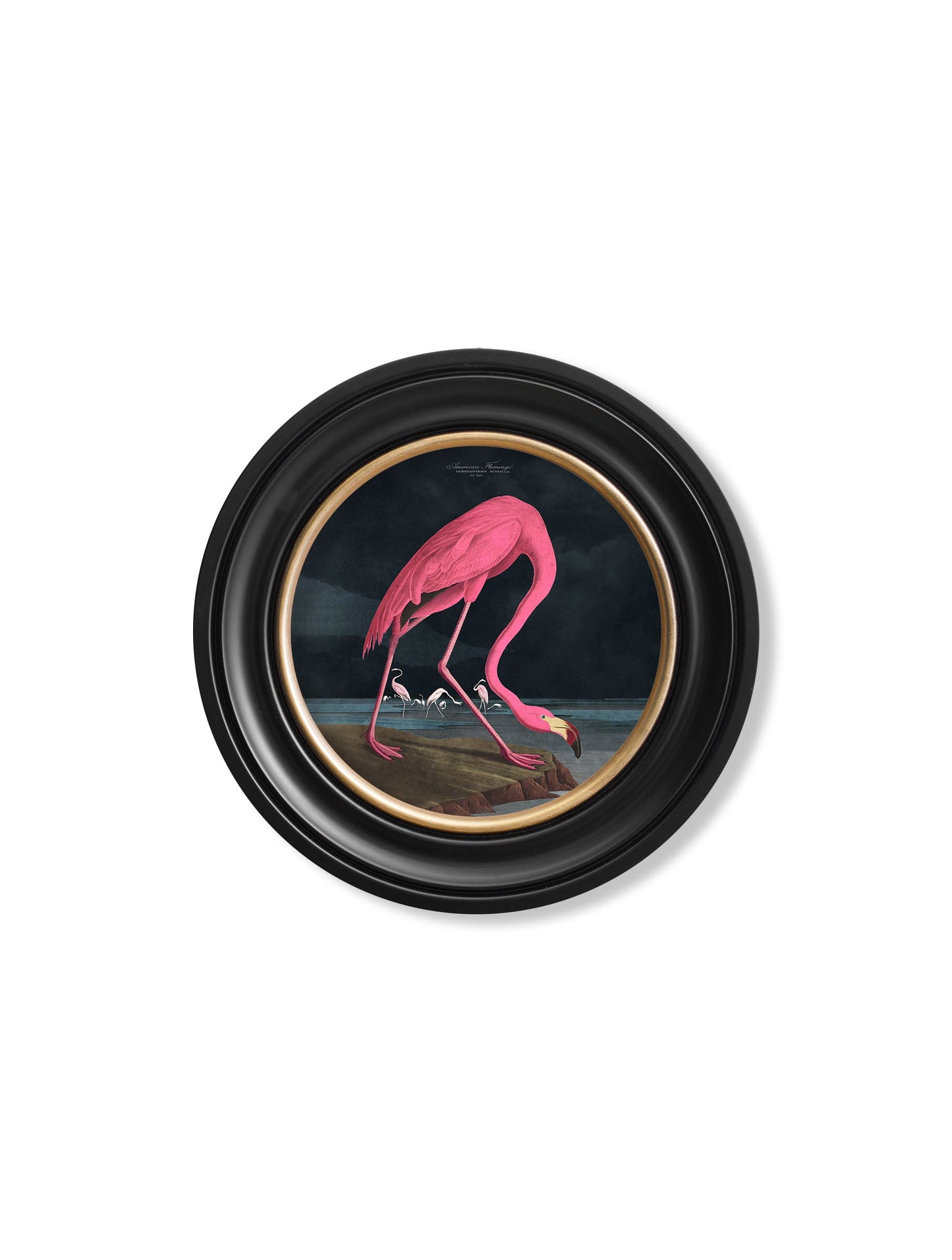 c.1838 Audubon's Flamingo – Dark – Round Frame styled view – Leya Buster Interiors
