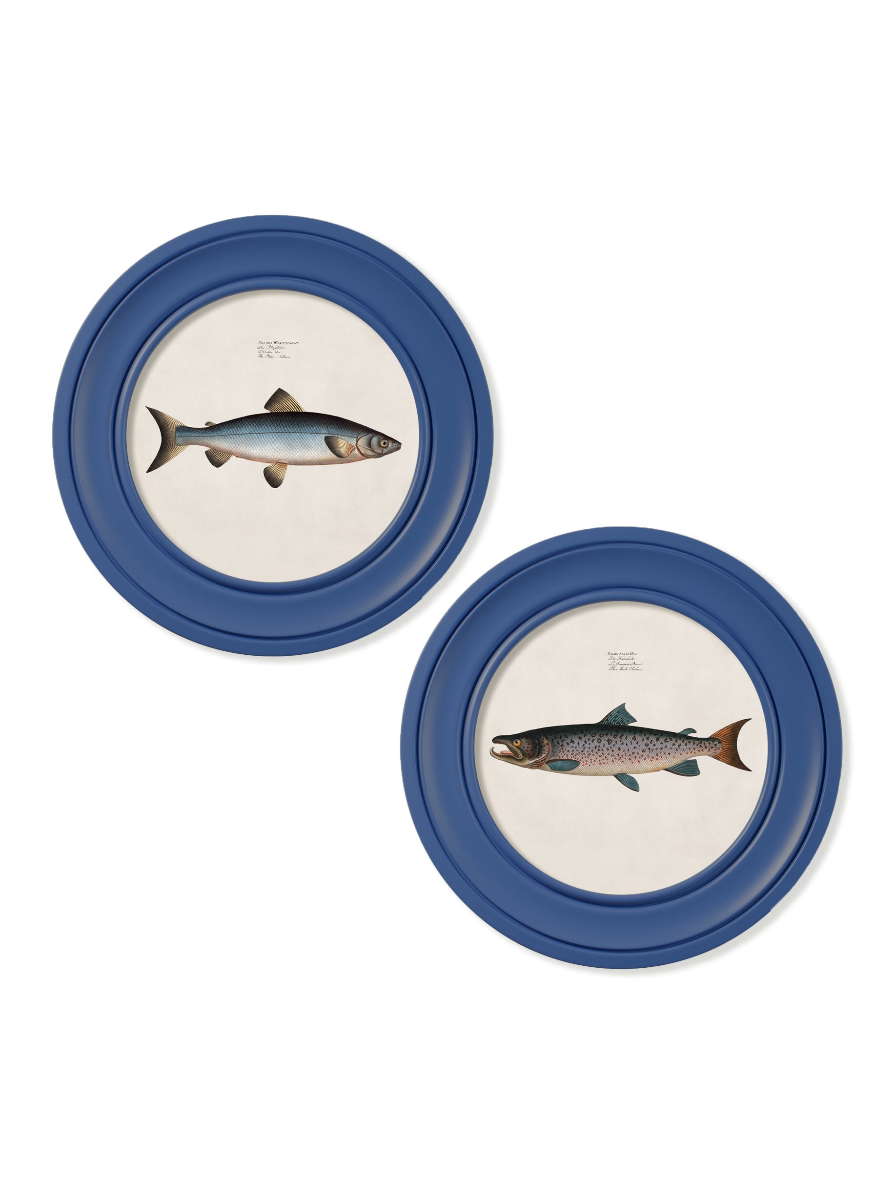 c.1785 Studies of Salmon – Round Frame Blue – framed wall art at Leya Buster Interiors