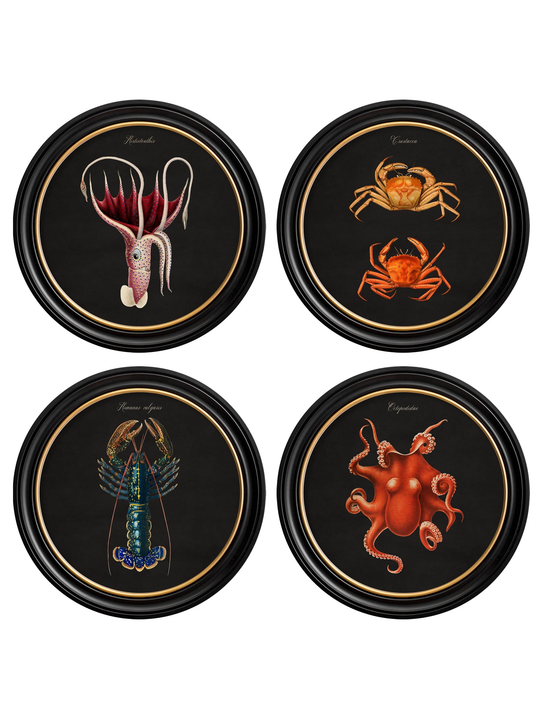 C.1876 Marine Animals in Round Frames – Black detail – Leya Buster Interiors