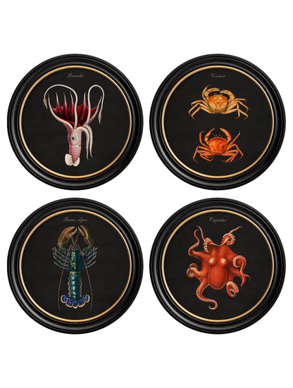 C.1876 Marine Animals in Round Frames – Black detail – Leya Buster Interiors