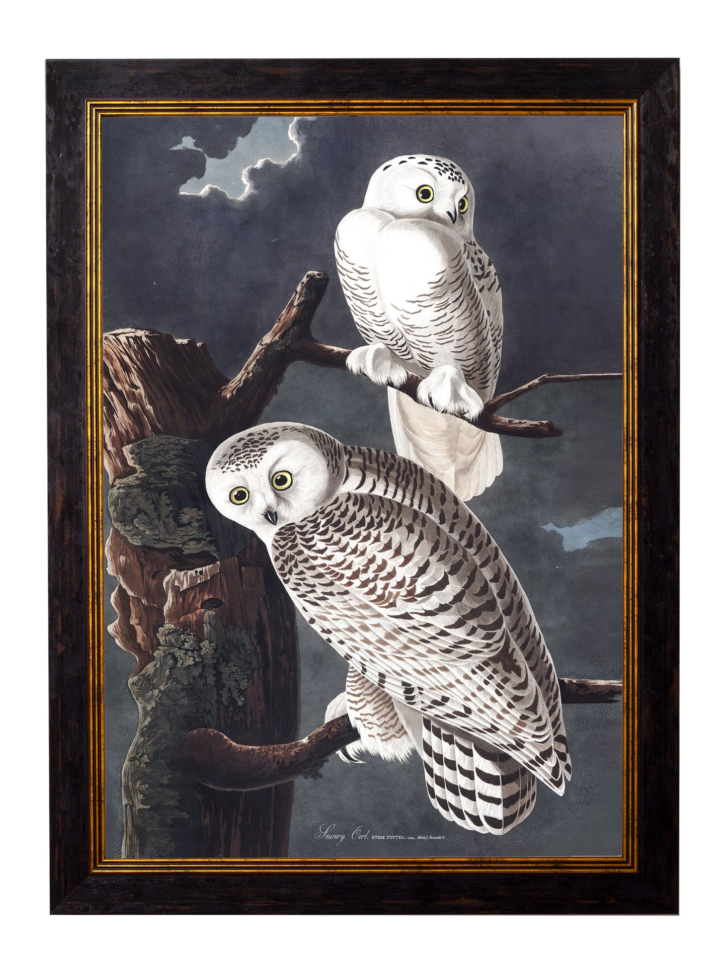 c.1838 Audubon's Owls styled view – Leya Buster Interiors
