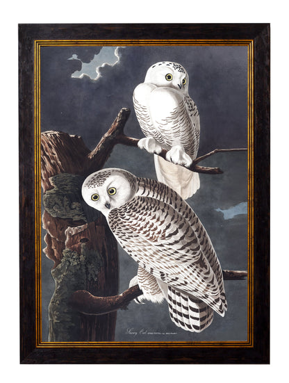 c.1838 Audubon's Owls styled view – Leya Buster Interiors