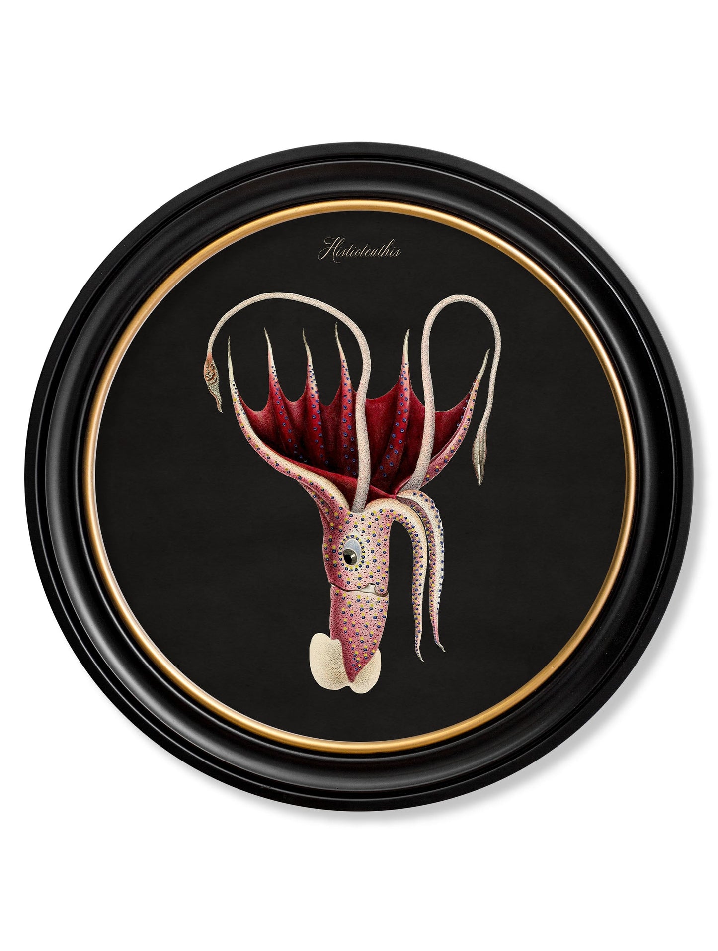 C.1876 Marine Animals in Round Frames – Black styled view – Leya Buster Interiors