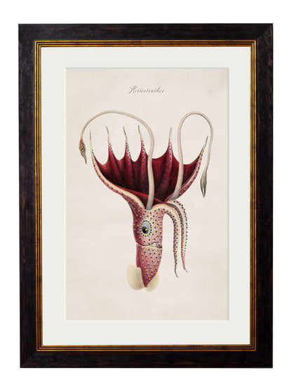c.1876 Collection of Marine Animals styled view – Leya Buster Interiors