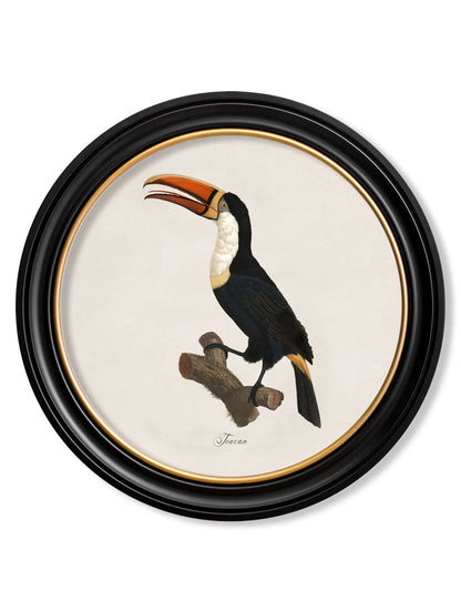 c.1809 Toucans – Round Frame styled view – Leya Buster Interiors
