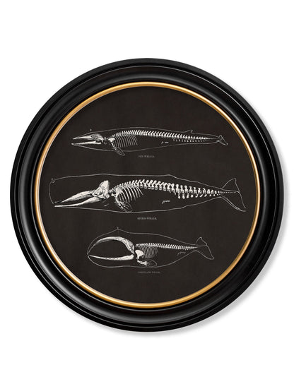 c.1870 Anatomical Skeletons – Dark – Round Frames styled view – Leya Buster Interiors
