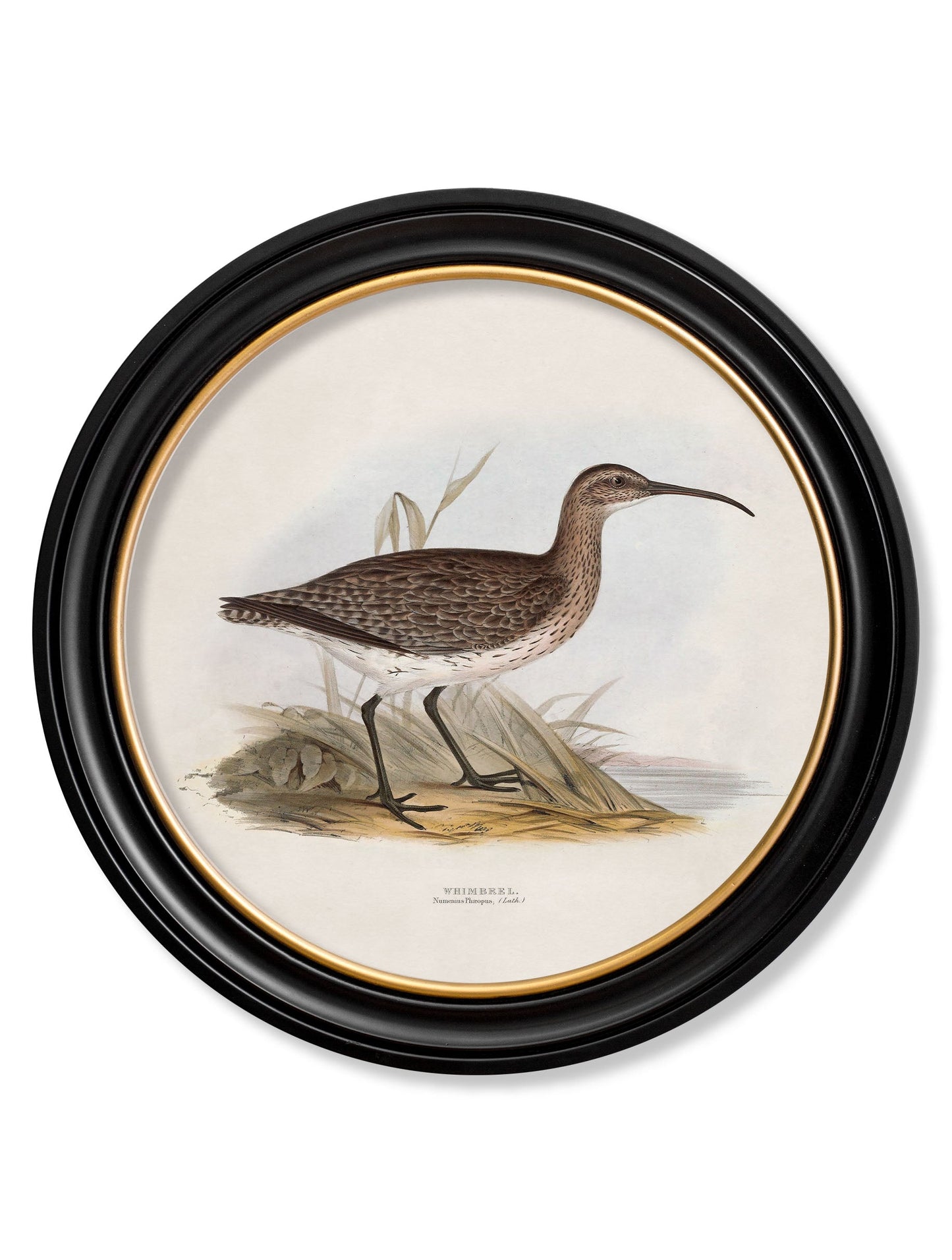 c.1837's British Coastal Birds – Round styled view – Leya Buster Interiors