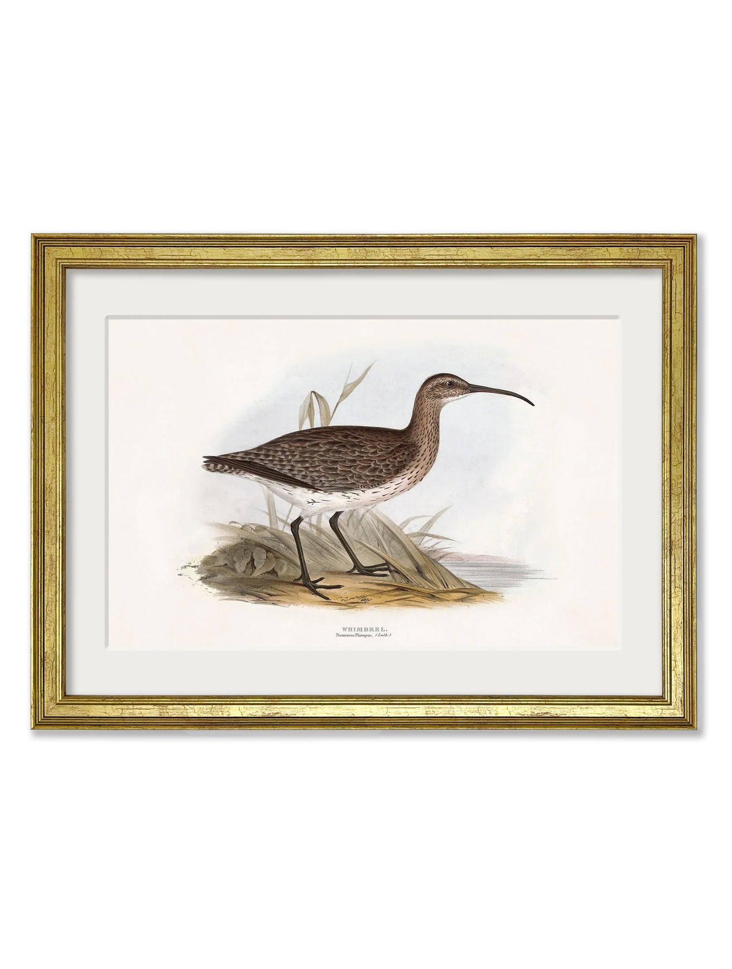 c.1837's British Coastal Birds styled view – Leya Buster Interiors
