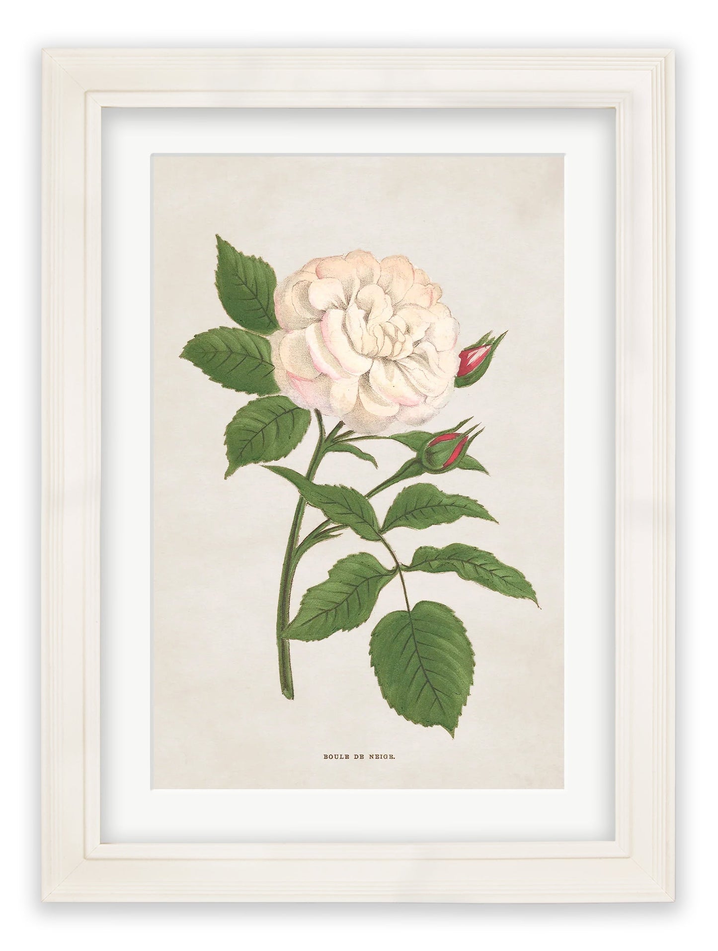 Rose Floral Illustrations styled view – Leya Buster Interiors