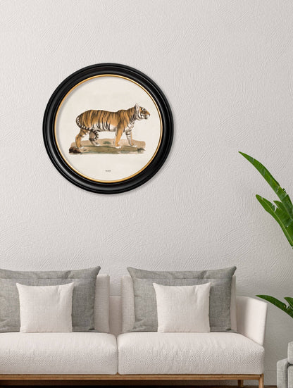 Tiger Round Framed Picture – framed wall art at Leya Buster Interiors