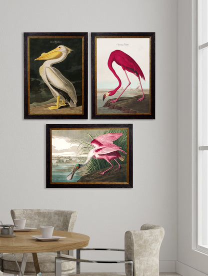 c.1838 Audubon's Birds of America – framed wall art at Leya Buster Interiors