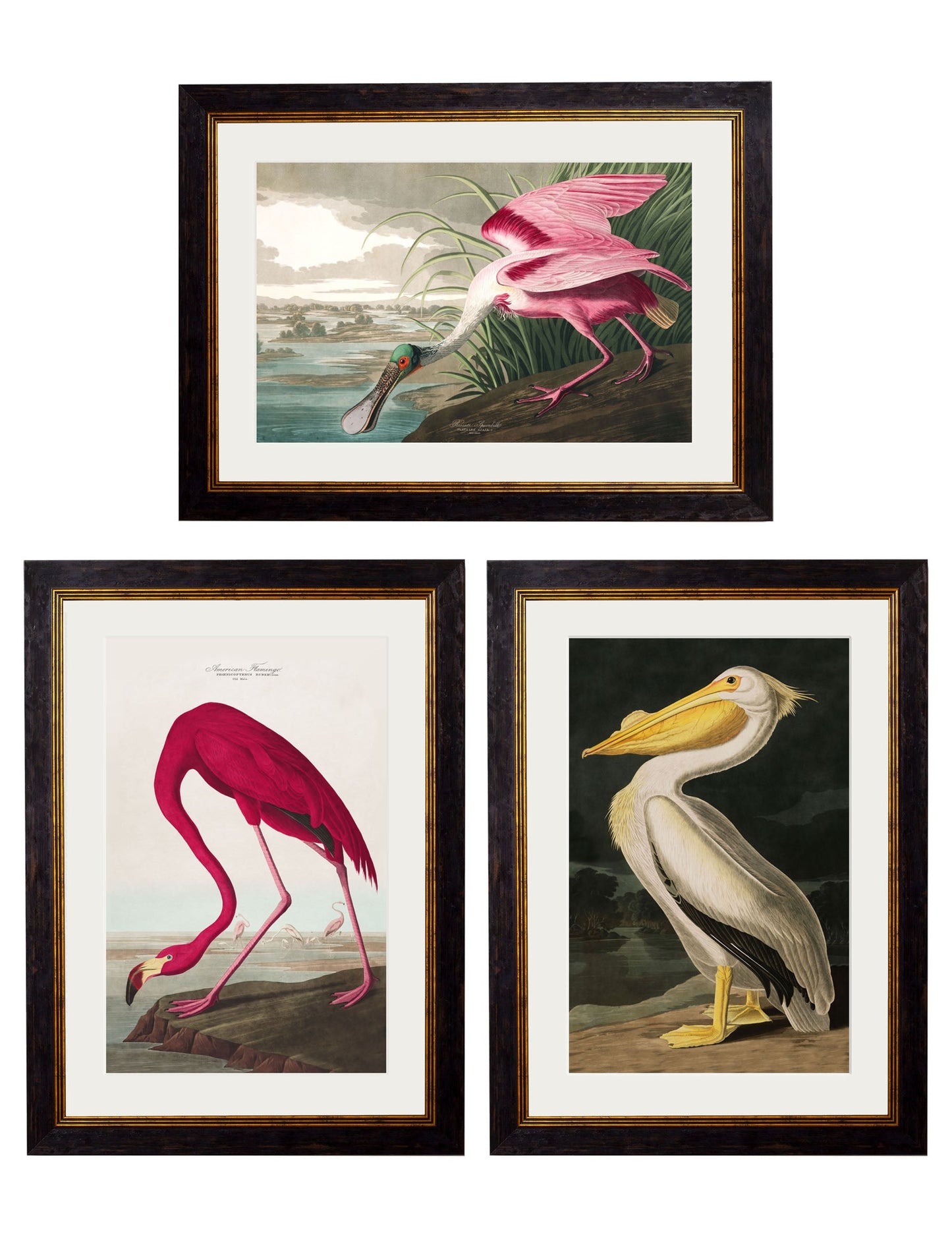 c.1838 Audubon's Birds of America styled view – Leya Buster Interiors
