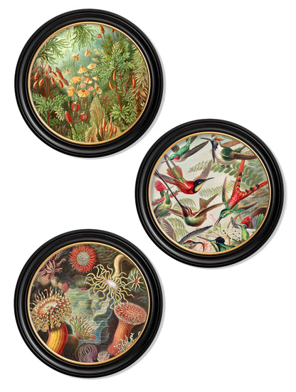 c.1904 Haeckel Flora and Fauna – Round Frames detail – Leya Buster Interiors