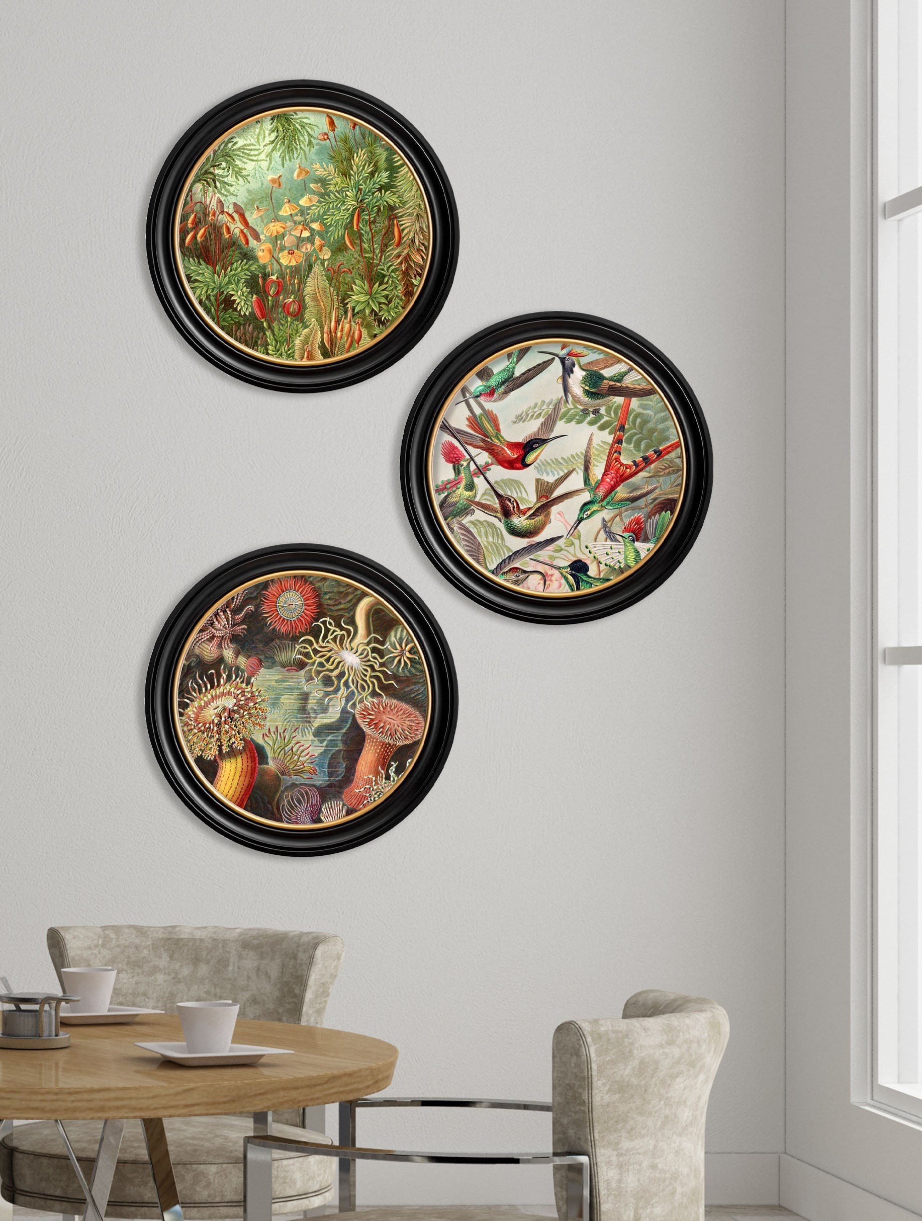 c.1904 Haeckel Flora and Fauna – Round Frames – framed wall art at Leya Buster Interiors