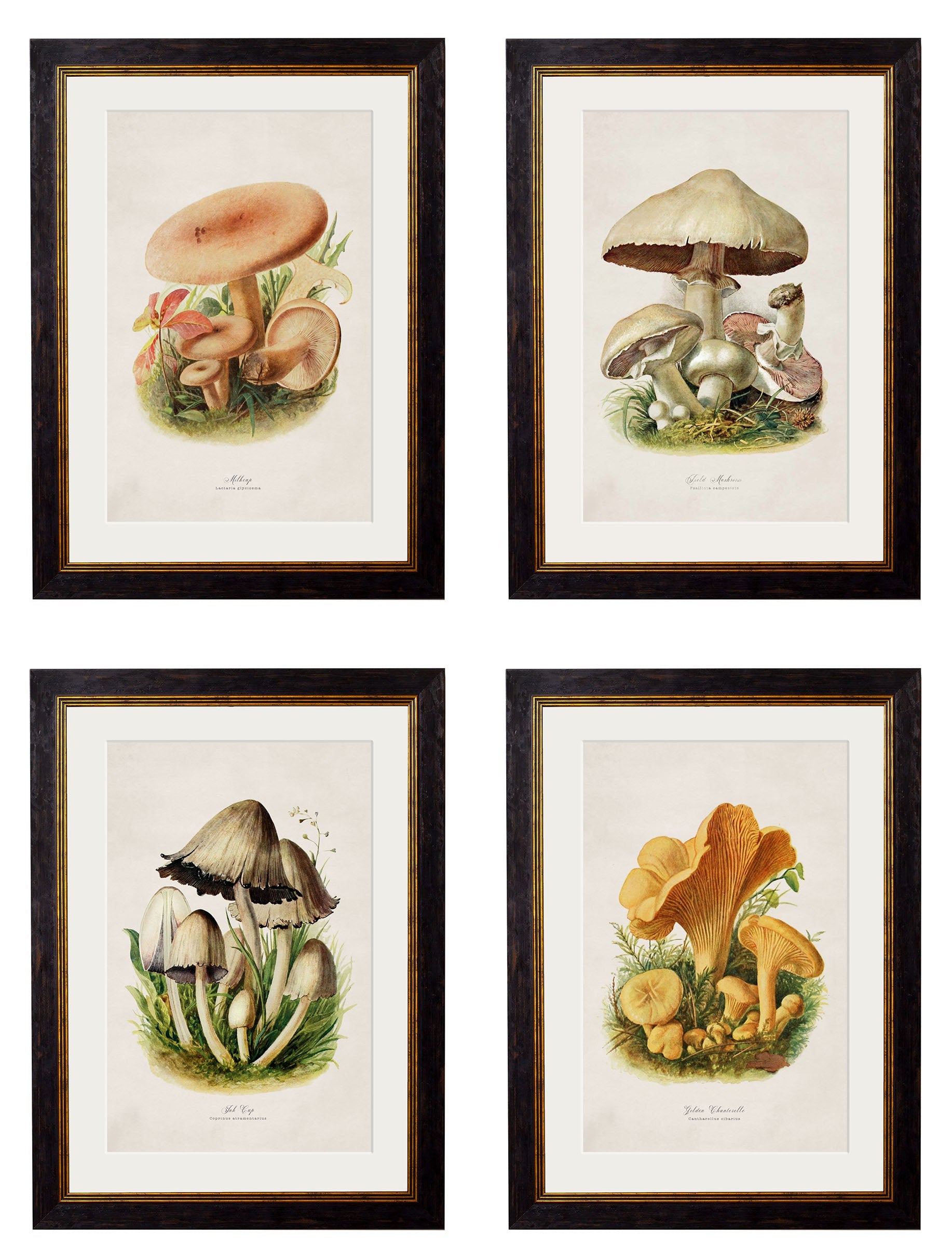 c.1913 Edible Mushrooms detail – Leya Buster Interiors