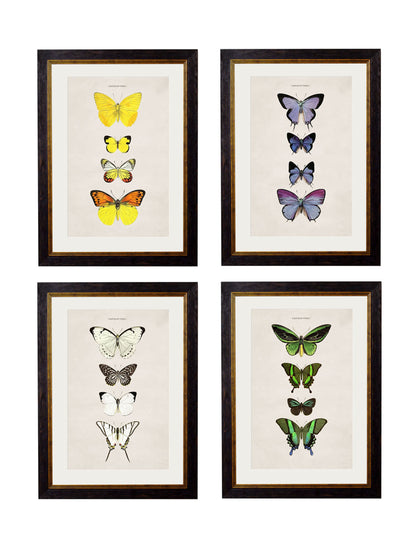 c.1835 Butterflies detail – Leya Buster Interiors