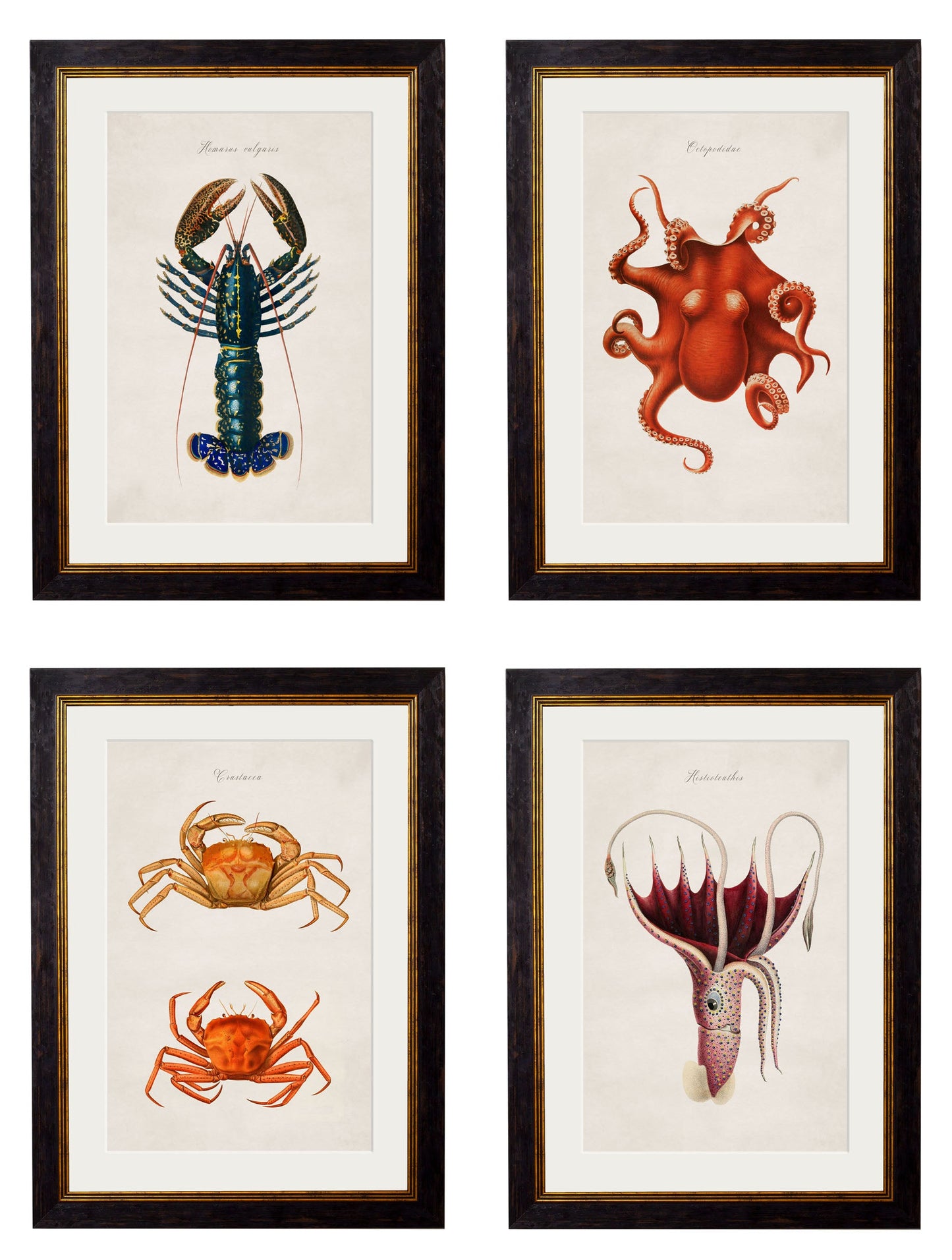c.1876 Collection of Marine Animals detail – Leya Buster Interiors