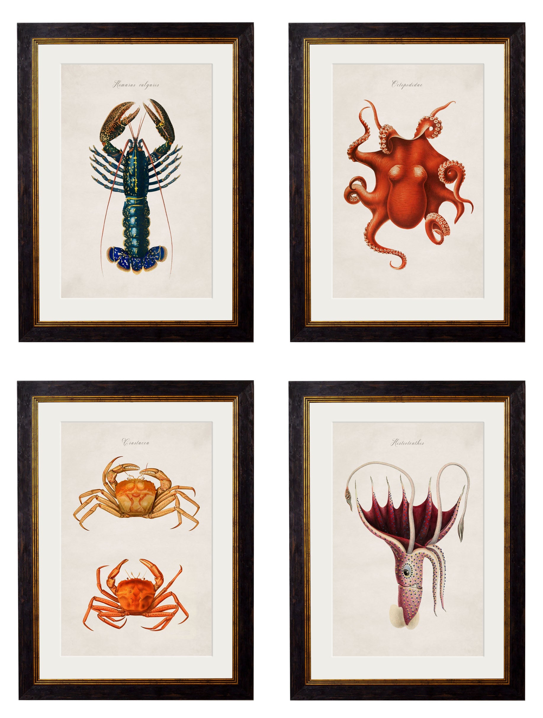 c.1876 Collection of Marine Animals detail – Leya Buster Interiors