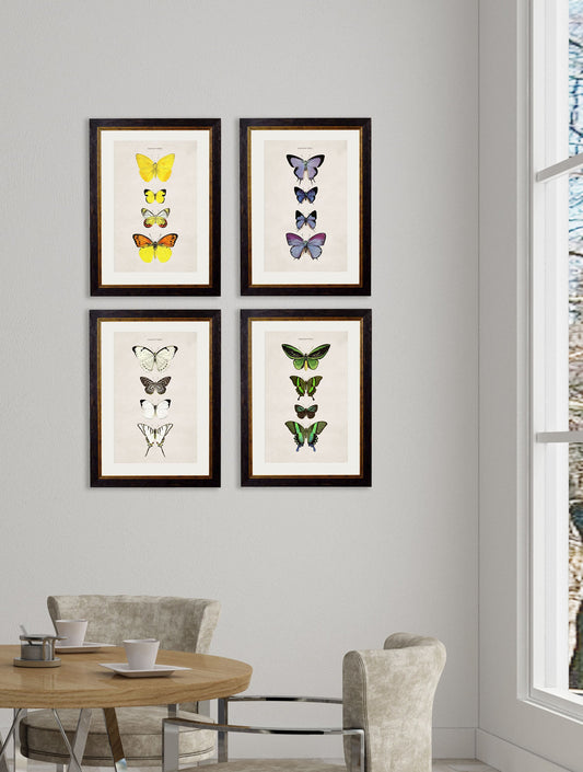 c.1835 Butterflies – framed wall art at Leya Buster Interiors