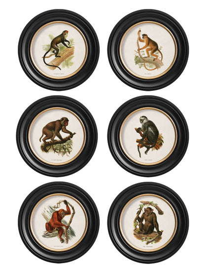 c.1910 Collection of Primates in Round Frames detail – Leya Buster Interiors