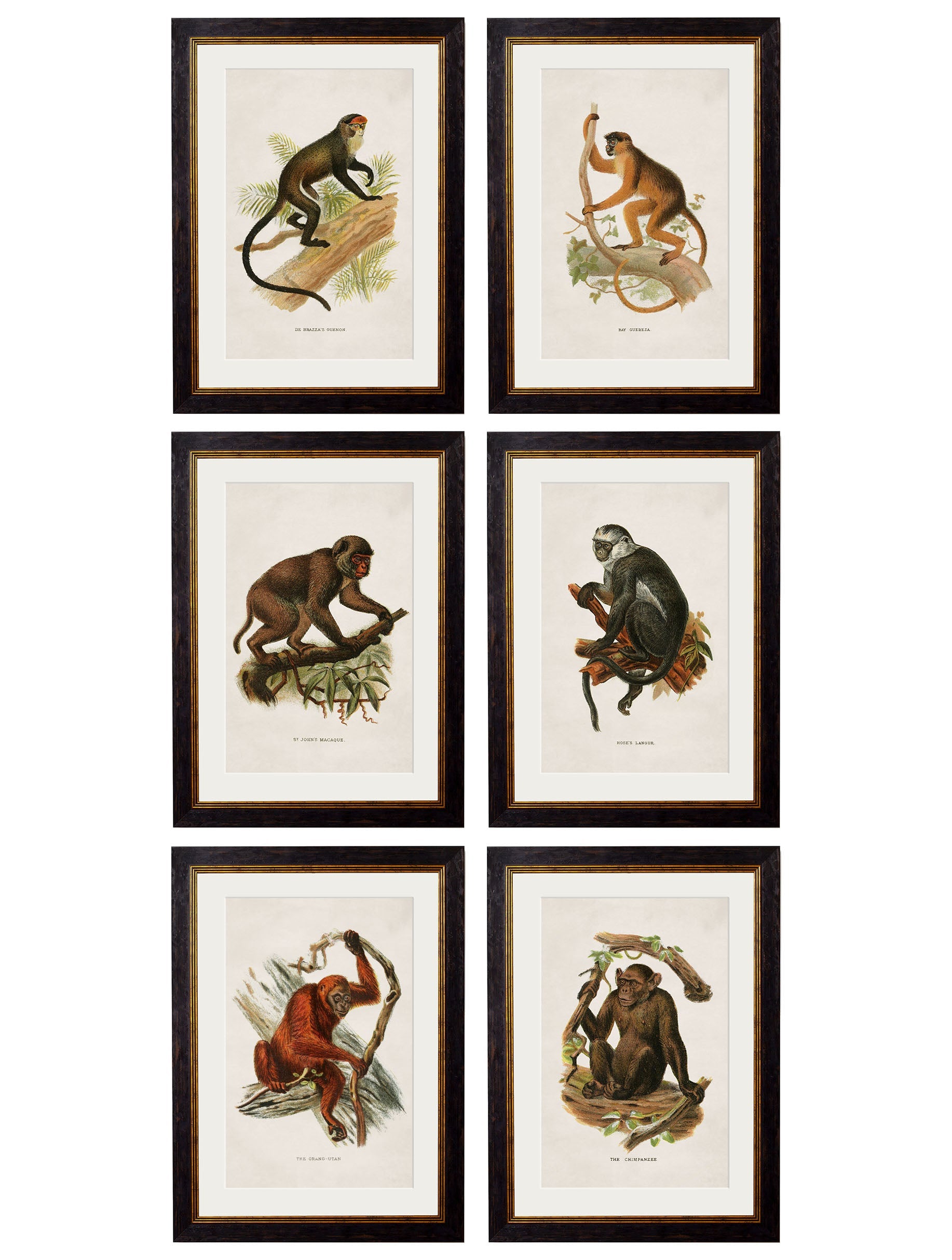 c.1910 Collection of Primates detail – Leya Buster Interiors