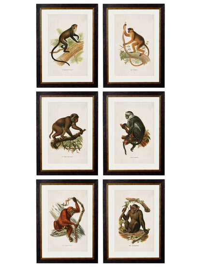 c.1910 Collection of Primates detail – Leya Buster Interiors