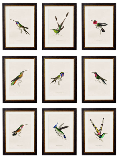 c.1833 Hummingbirds detail – Leya Buster Interiors