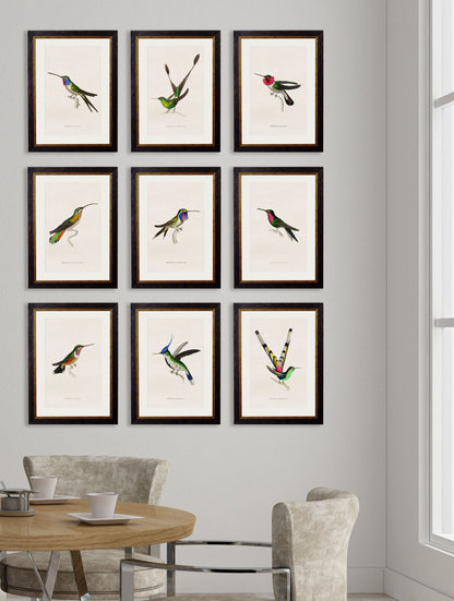 c.1833 Hummingbirds – framed wall art at Leya Buster Interiors