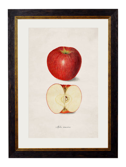 c.1886 Studies of Fruit styled view – Leya Buster Interiors