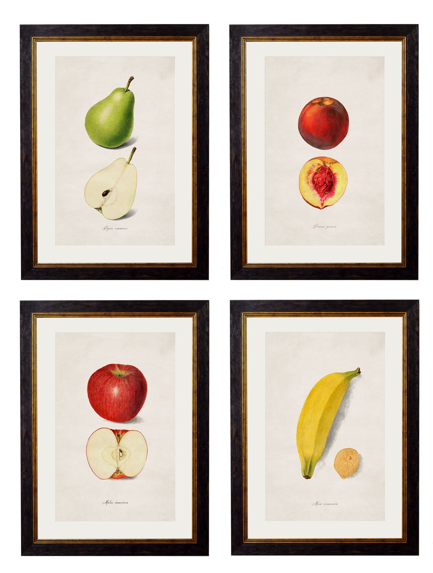 c.1886 Studies of Fruit detail – Leya Buster Interiors