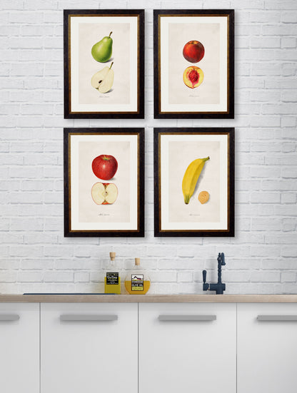 c.1886 Studies of Fruit – framed wall art at Leya Buster Interiors