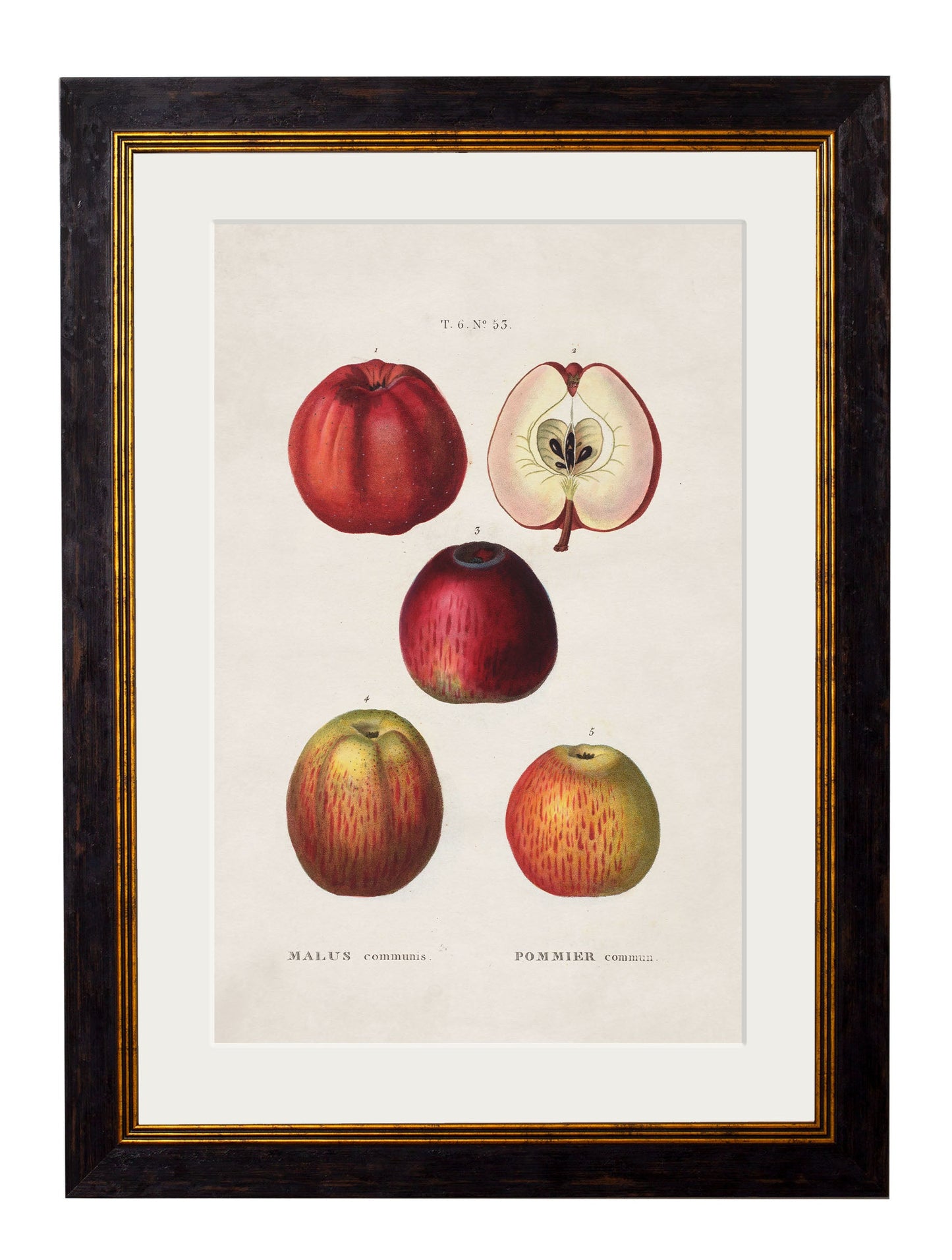 c.1819 Study of British Fruit styled view – Leya Buster Interiors