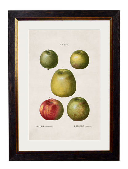c.1819 Study of British Fruit styled view – Leya Buster Interiors